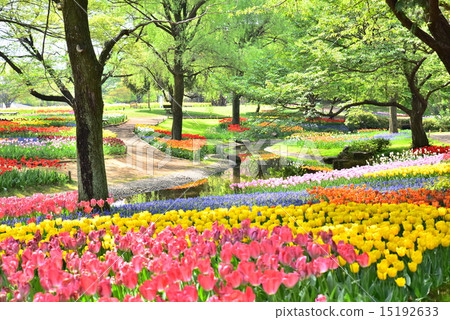 國家昭和紀念公園的鬱金香 15192633