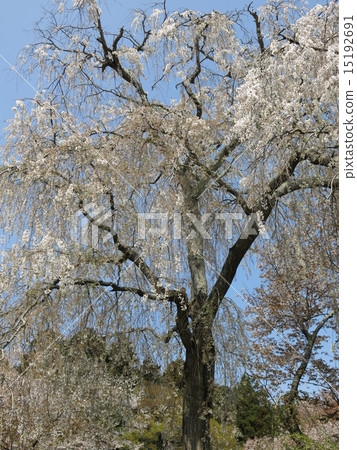 Sakuragawa Isobe Inamura Shrine's Mitsuru Sakura 15192691