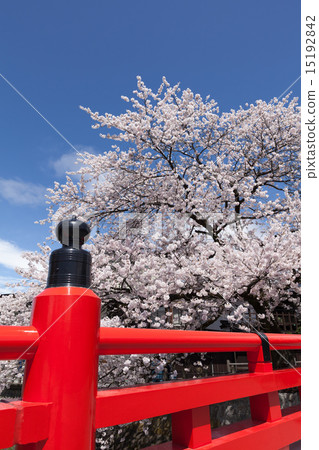 Hida Takayama Nakahashi Sakura 15192842