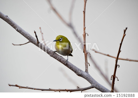 Meiro on the branch 15192888