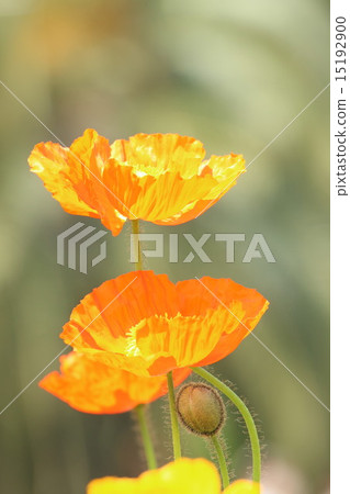 Poppy 15192900