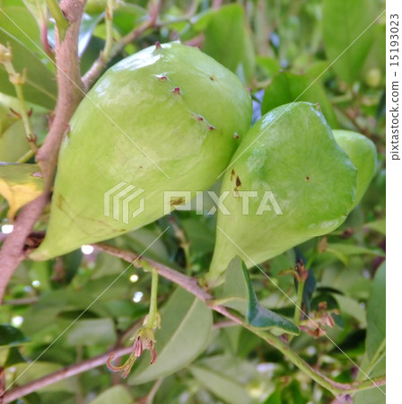 Infestation by Isuomune aphid (goby series) Infestation by Isuomune aphid (goby series) 15193023
