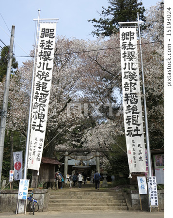 Sakuragawa Isobe Inamura Shrine of spring in the spring shining of the ceremonial festival and mountain cherry blossoms Sakuragawa Isobe Inamura Shrine of spring in the spring shining of the ceremonial festival and mountain cherry blossoms 15193024