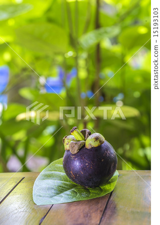 Single Mangostin and Fresh Green Leaf 15193103