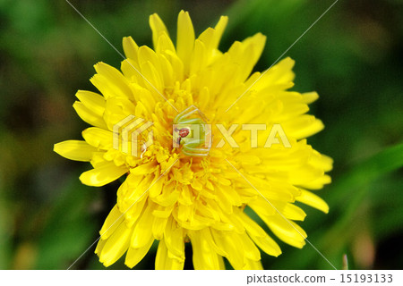 在蒲公英中間等待犧牲者的Hanagumo 在蒲公英中間等待犧牲者的Hanagumo 15193133