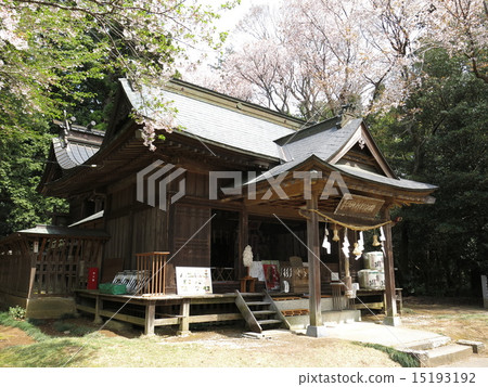 Spring Sakuragawa Isobe Inamura Shrine where natural treasure cherry blossoms bloom Spring Sakuragawa Isobe Inamura Shrine where natural treasure cherry blossoms bloom 15193192