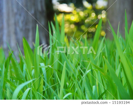 Grass field Grass field 15193194