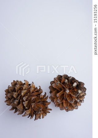 Ponge leaves of Korean Five Leaves Ponge leaves of Korean Five Leaves 15193256