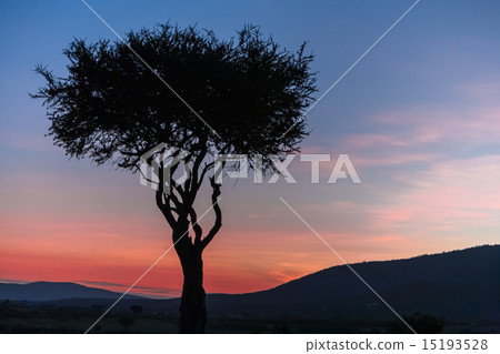 African tree in the last daylight. sunset. Kenya. African tree in the last daylight. sunset. Kenya. 15193528
