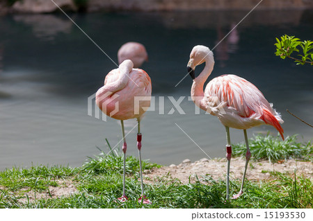 Two pink flamingo  15193530
