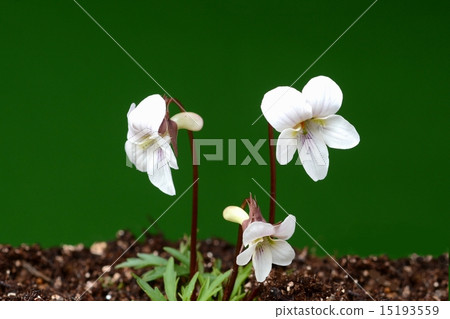 Higosu鏡子 15193559