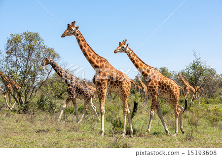 Giraffes herd in savannah 15193608