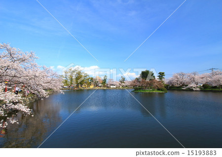 在Ogi公園的櫻花 15193883