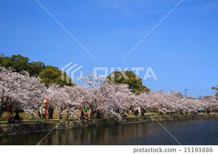 在Ogi公園的櫻花 15193886