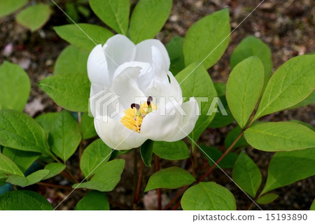 Yamazakiyaku 15193890