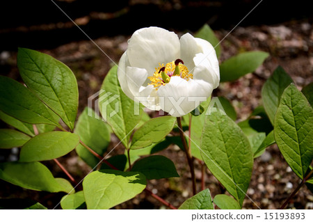 Yamazakiyaku 15193893