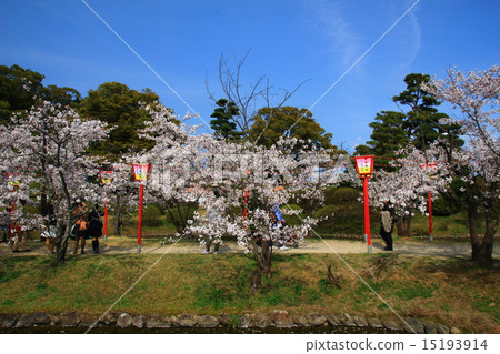 Cherry blossoms at Ogi Park Cherry blossoms at Ogi Park 15193914