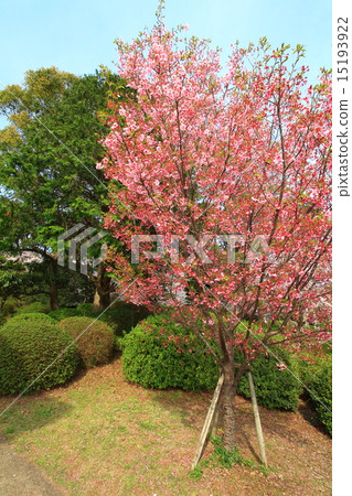 Cherry blossoms at Ogi Park 15193922