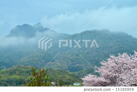 Menzokuzen海角和一棵櫻桃樹 Menzokuzen海角和一棵櫻桃樹 15193959