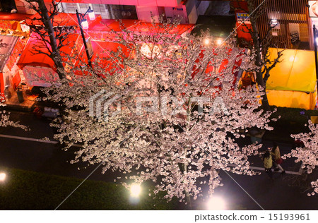 Cherry blossoms at night Cherry blossoms at night 15193961