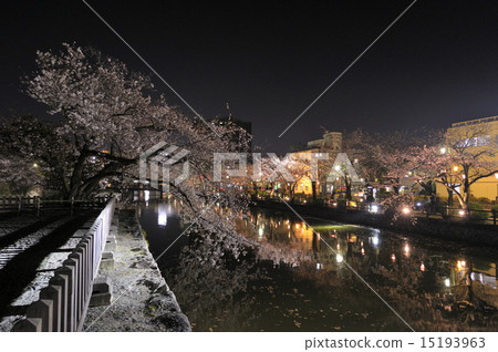 Odawara Castle at night cherry blossoms 15193963