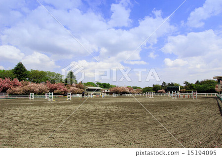 Cherry blossoms of horse thing public garden Cherry blossoms of horse thing public garden 15194095
