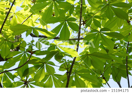 新鮮的綠色tochi葉子 15194175