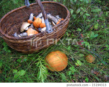 Basket with mushrooms 15194313