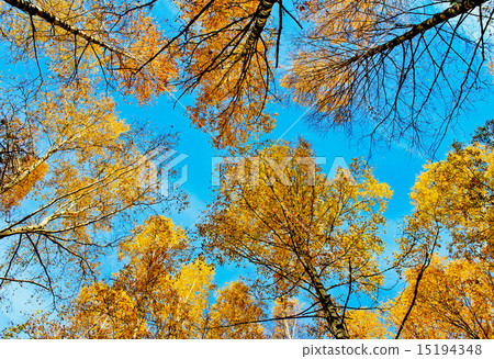 Crown autumn birches 15194348