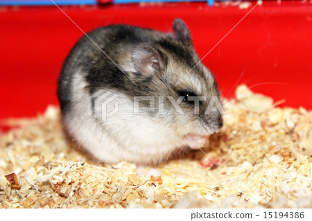 Jungar hamster. Jungar hamster. 15194386