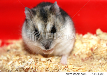 Jungar hamster. Jungar hamster. 15194388