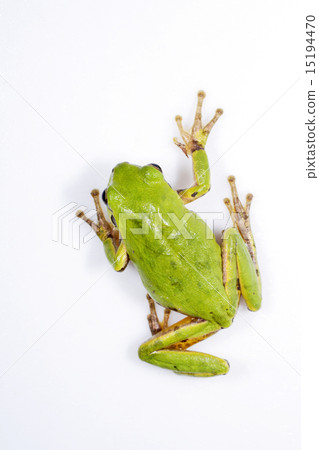樹蛙 樹蛙 15194470