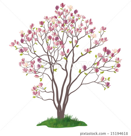 Magnolia Tree with Flowers and Grass Magnolia Tree with Flowers and Grass 15194618