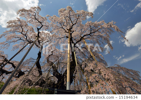 Cherry blossoms of the fall Cherry blossoms of the fall 15194634