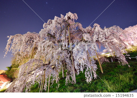Taki cherry blossoms at Miharu night view 15194635
