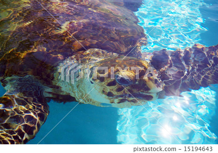 Green turtle (Chichijima) 15194643