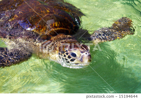 Green turtle (Chichijima) 15194644