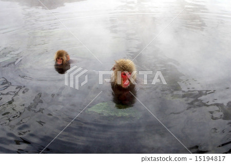 Parent and child of a monkey who enters a hot spring 15194817