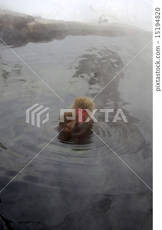 Parent and child of a monkey who enters a hot spring 15194820