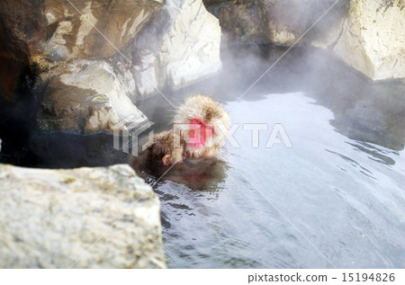 Parent and child of a monkey who enters a hot spring 15194826