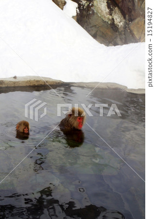 Parent and child of a monkey who enters a hot spring 15194827