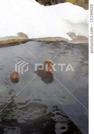 Parent and child of a monkey who enters a hot spring 15194829