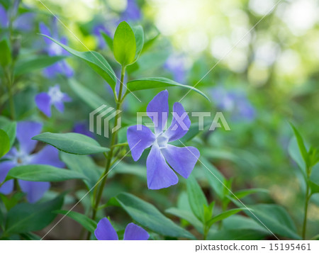 Blue-violet Princess Vines Daily grass 15195461