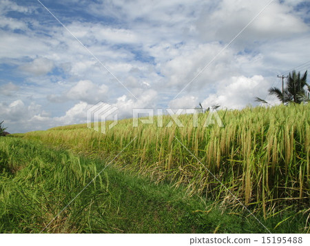 Jatirui · Rice Terrace (World's cultural heritage) Indonesia Bali Photo Jatirui · Rice Terrace (World's cultural heritage) Indonesia Bali Photo 15195488