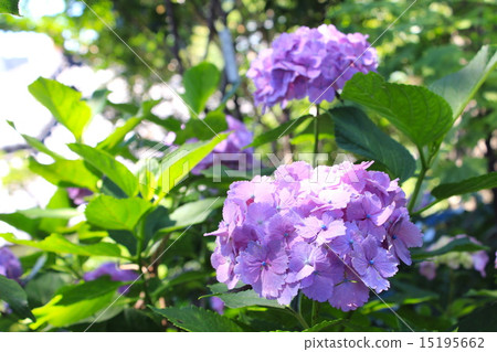 Hydrangea Hakusan Shrine Hydrangea Hakusan Shrine 15195662