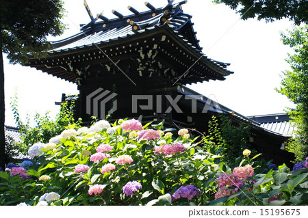 Hayama Shrine and hydrangea 15195675