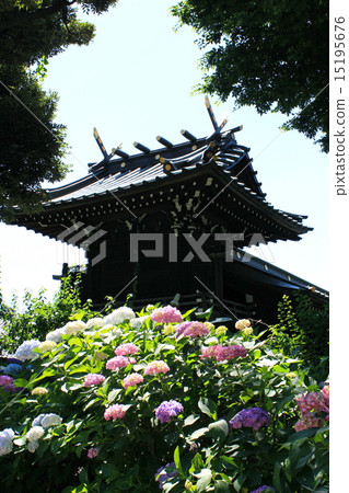 Hayama Shrine and hydrangea Hayama Shrine and hydrangea 15195676