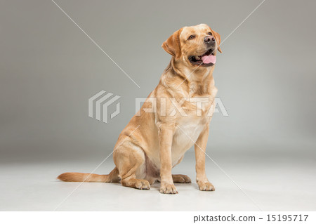 Labrador retrieve on gray background Labrador retrieve on gray background 15195717