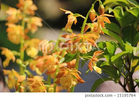 Ebinet of spring bloom 15195764