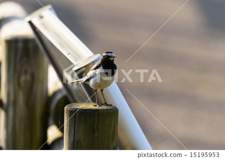 Seguro Sekirei 1 Seguro Sekirei 1 15195953